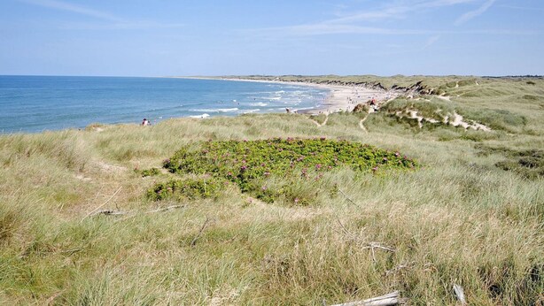 Eine Küstenlandschaft mit einer grasbewachsenen Vordergrundebene, einem Sandstrand und einem wolkenlosen, blauen Himmel.