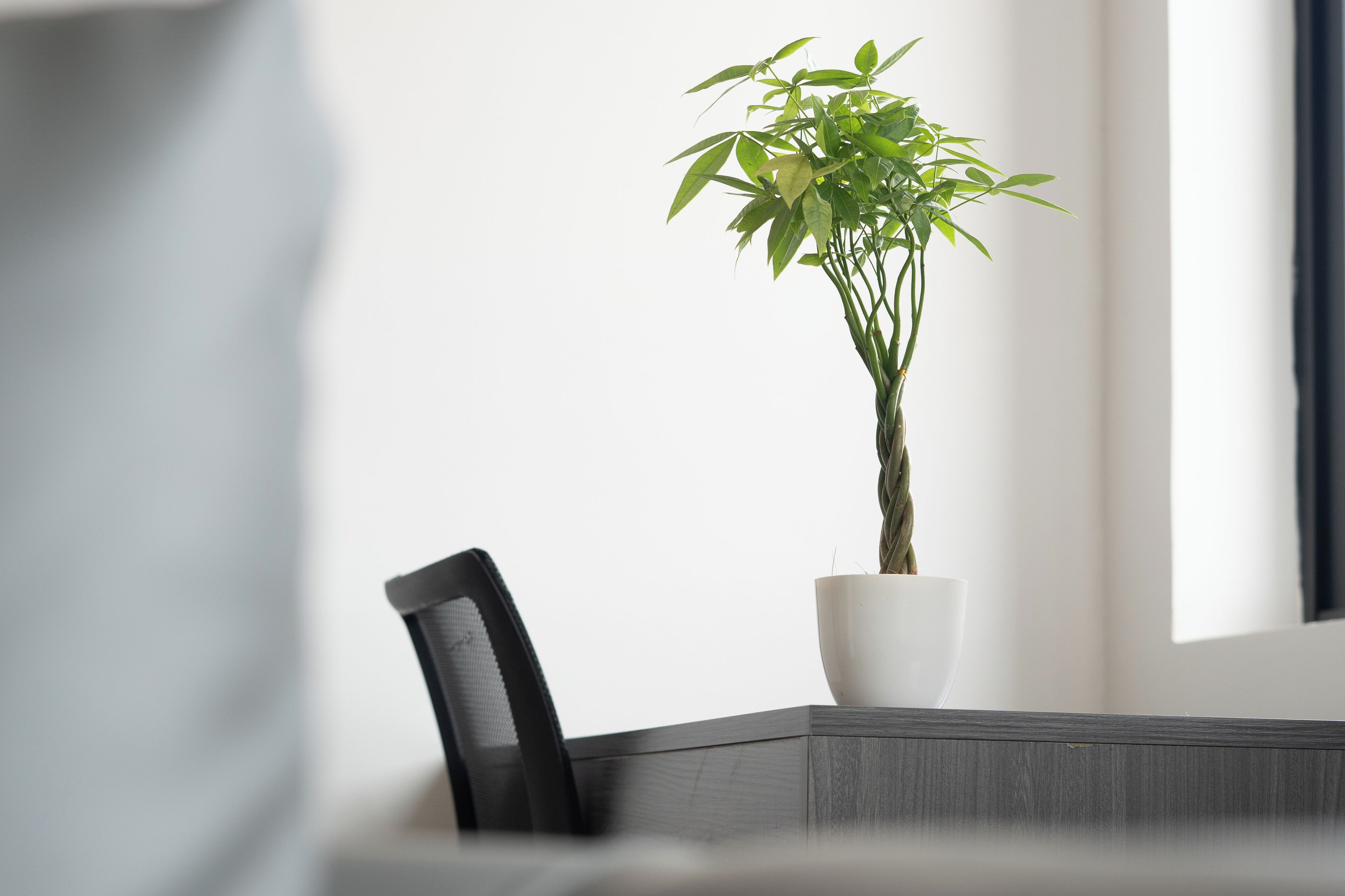 A potted plant in a white pot on a wooden table next to a black chair.