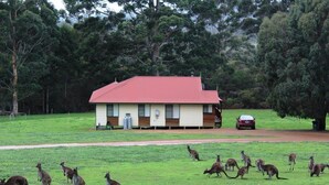 Un campo cubierto de césped con canguros y un edificio de techo rojo al fondo.
