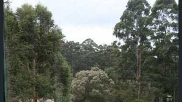 Una bañera con vistas a un área verde y árboles.