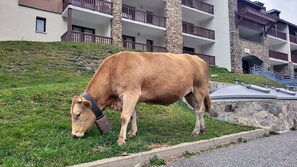 BoendeomrÄde