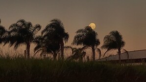 Eine Landschaft mit Mond und Palmen.
