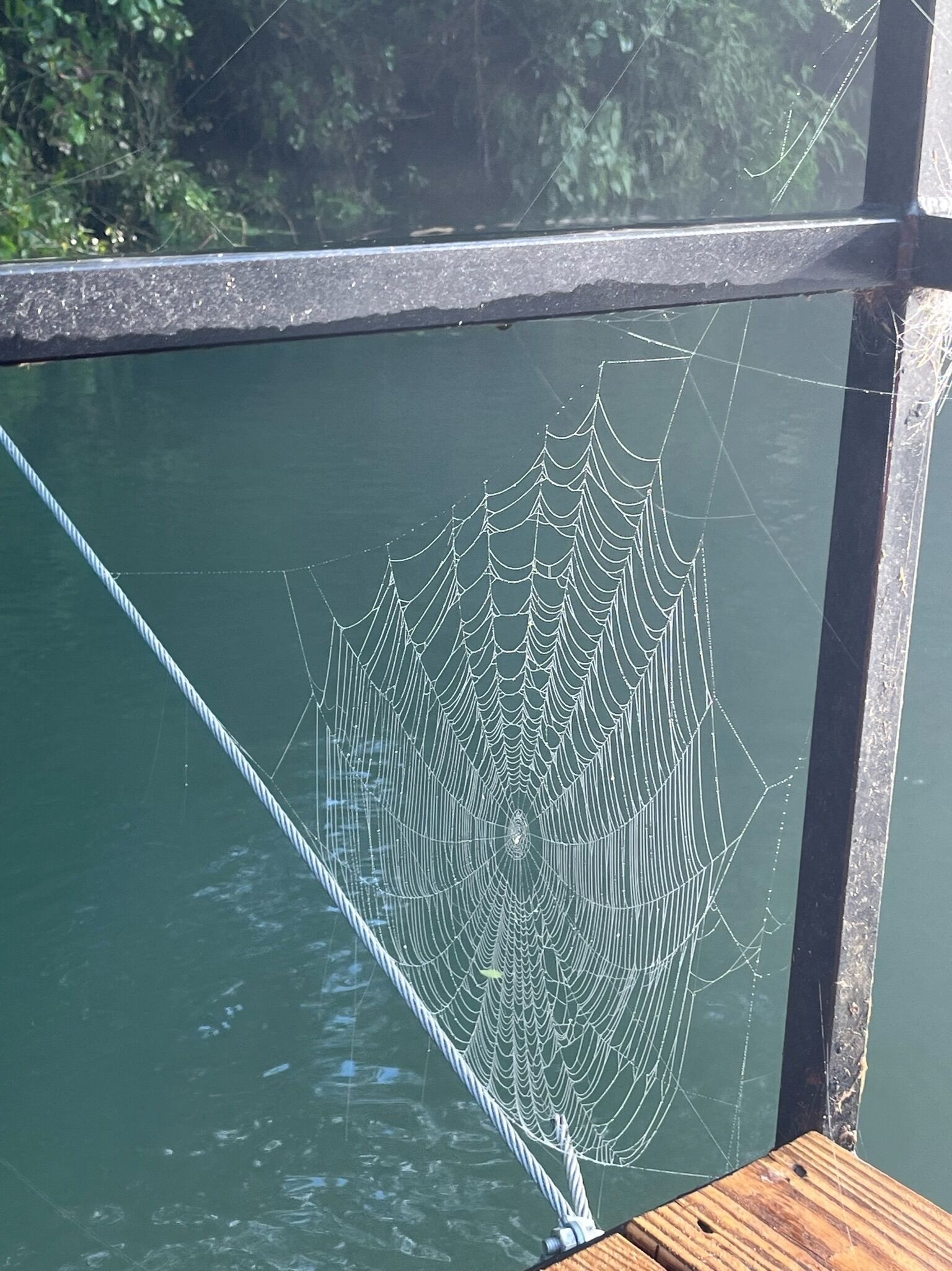 A spider web on a glass window.