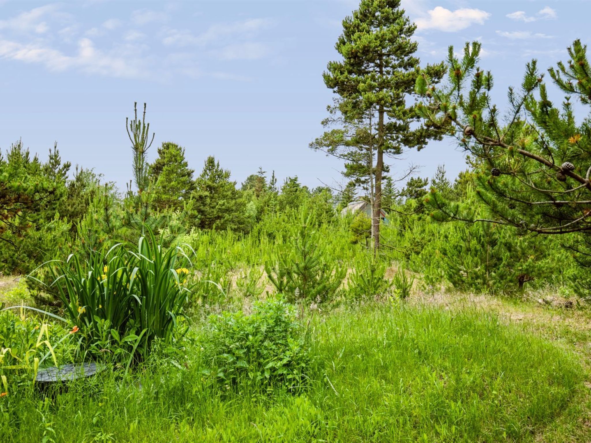 Un paisaje natural con diversidad de árboles y vegetación.