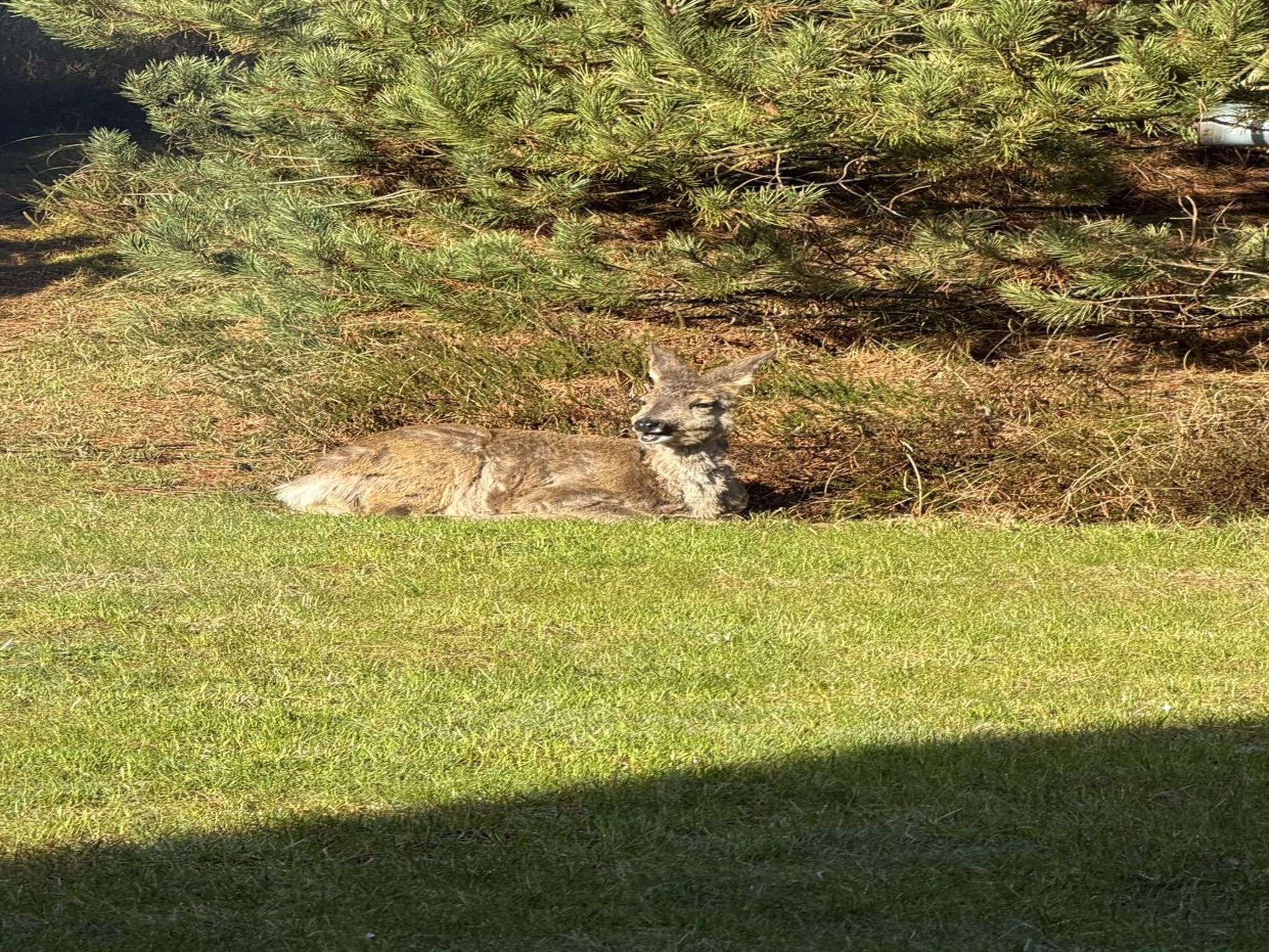 A deer lying on grass with a pine tree in the background.
