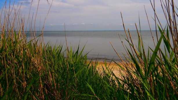 A beach with tall grass in the foreground and a calm sea in the background. - "Vivan" - 3.8km from the sea by Interhome (Rømø)