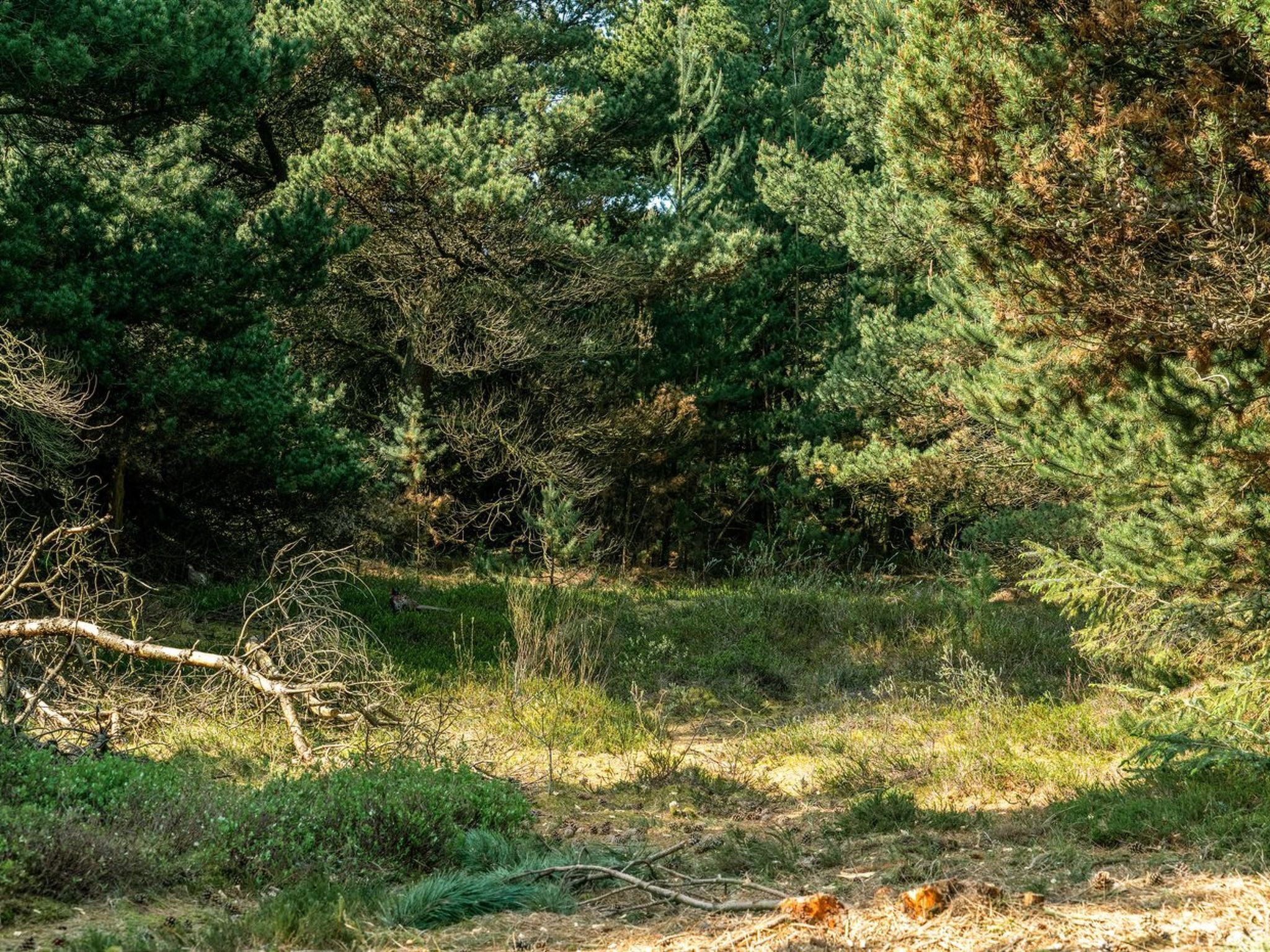 Una fitta foresta con alberi alti e un ramo caduto a terra.