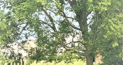 Gorgeous 1908 Estate on 1 acre of land. 6 blocks from Grinnell College.