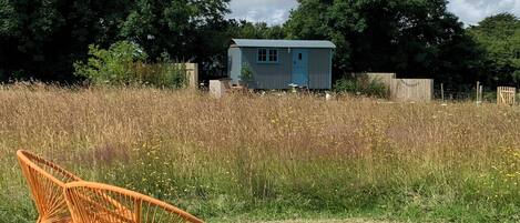 A rustic outdoor setting with a small blue shed, a wicker chair, and a field of tall grass.