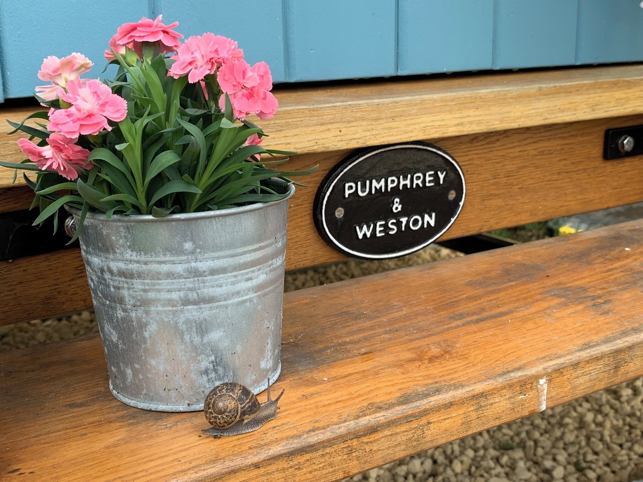 Un balde de metal con flores rosadas y un caracol sobre un banco de madera. Un cartel en el banco dice "Pumphrey & Weston".