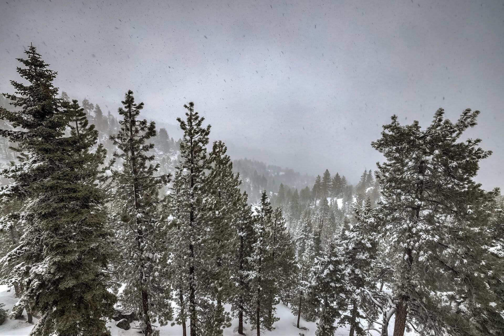 A snowy forest with tall evergreen trees and a misty background.