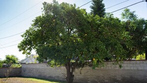 A tree with green leaves and some yellow fruits in a yard with a stone wall and a house in the background. - Tranquil 2BR Home in Beautiful Neighborhood P24 (Burbank)