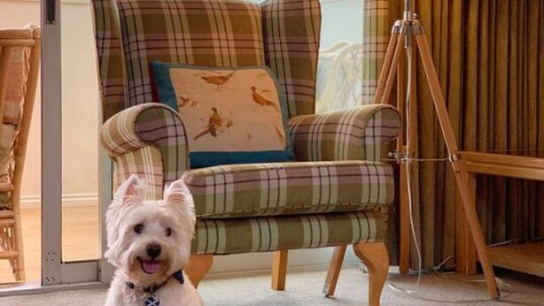 A cozy room with a plaid armchair, a small dog, and a floor lamp. - Studio 03 Loch Rannoch Highland Club (Pitlochry)