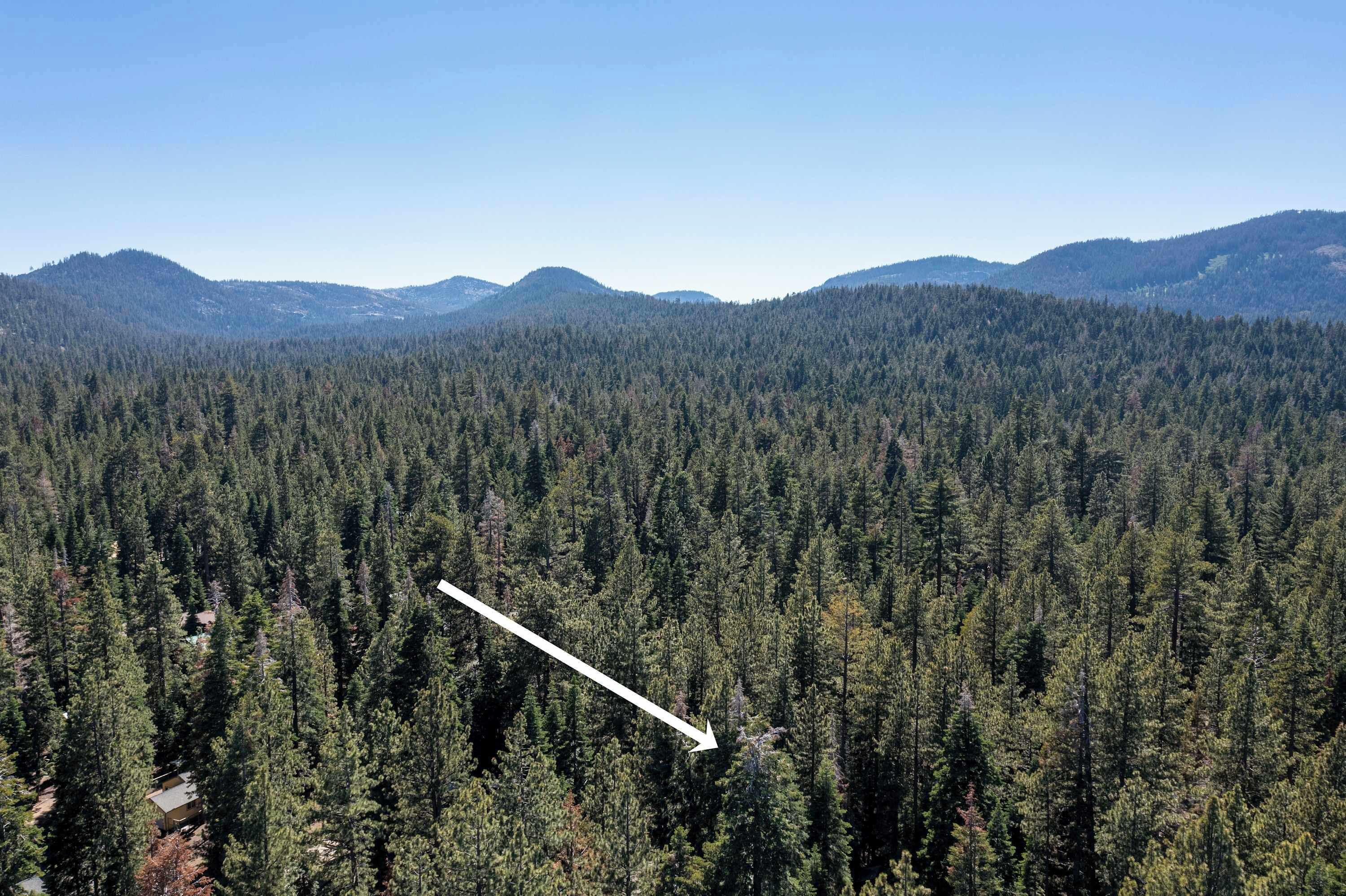 A dense forest with a clear sky.