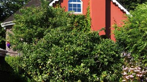 A red house with a white window and a chimney, surrounded by lush greenery and flowering plants. - 3 bed Seaview Cottage (Dawros)