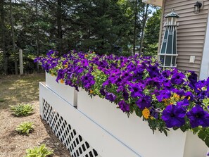 Stroll through the serene garden, surrounded by vibrant flowers and lush greenery.