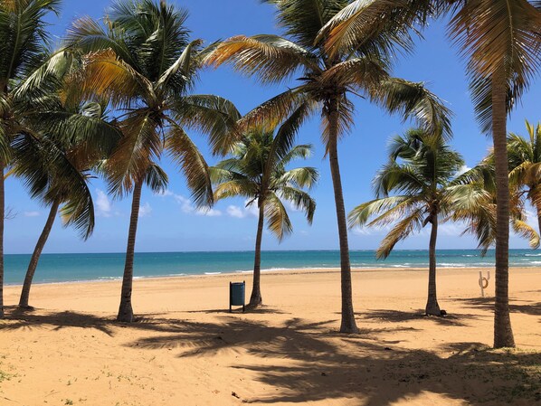 Ein Strand mit Palmen und blauem Himmel.