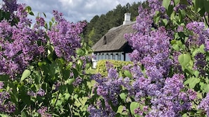 A traditional thatched-roof house surrounded by lush purple lilac bushes. - "Eva" - 1.5km to the fjord by Interhome (Knebel)