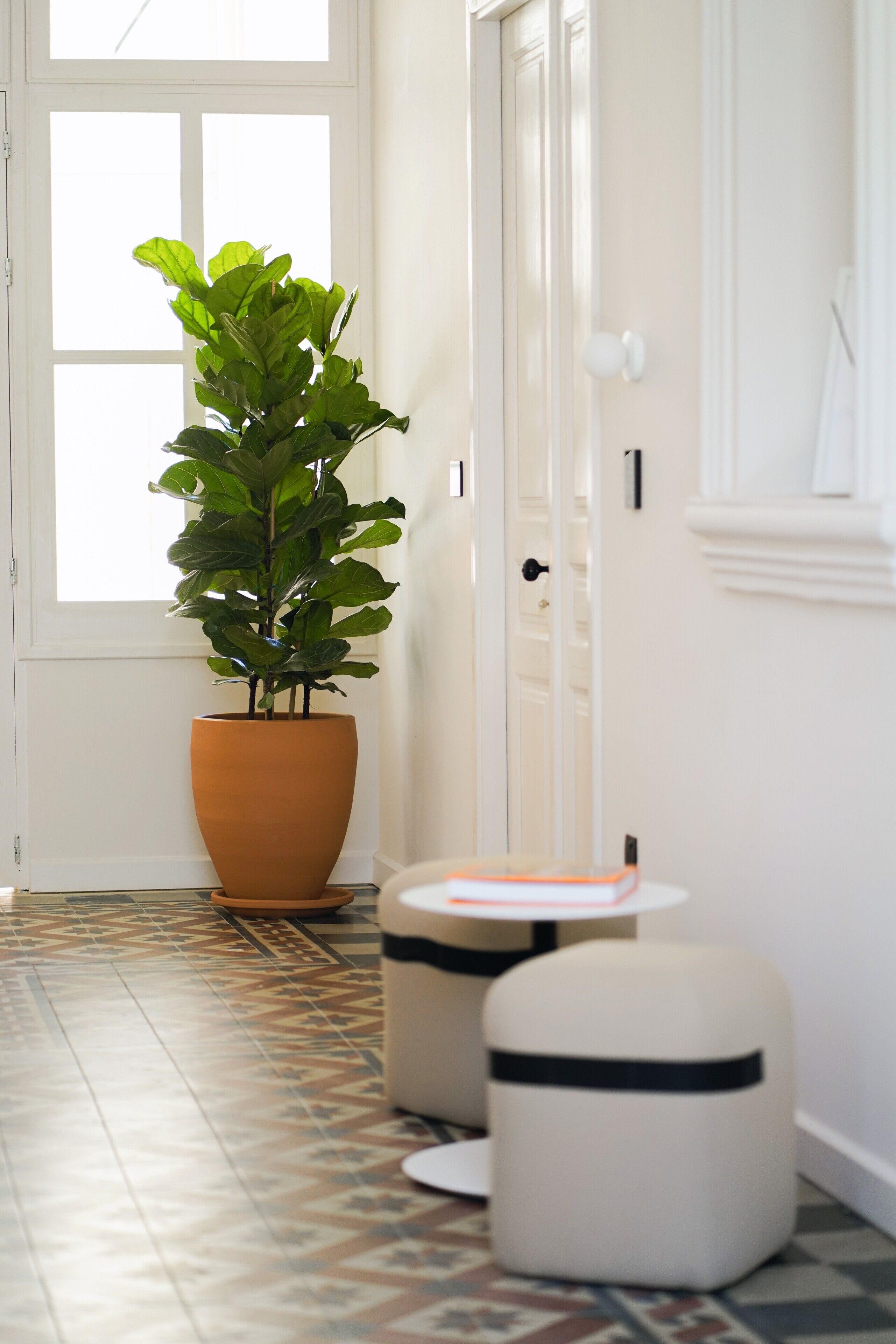 A hallway with a large potted plant, a small round table, and a white door.