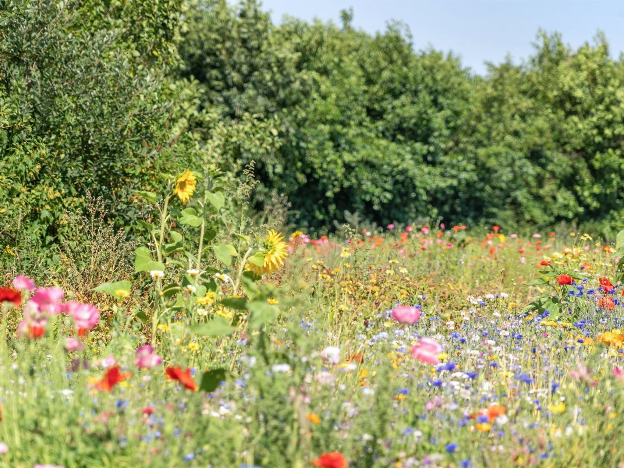 Un champ de fleurs sauvages aux couleurs variées, avec une haie verte et touffue en arrière-plan.