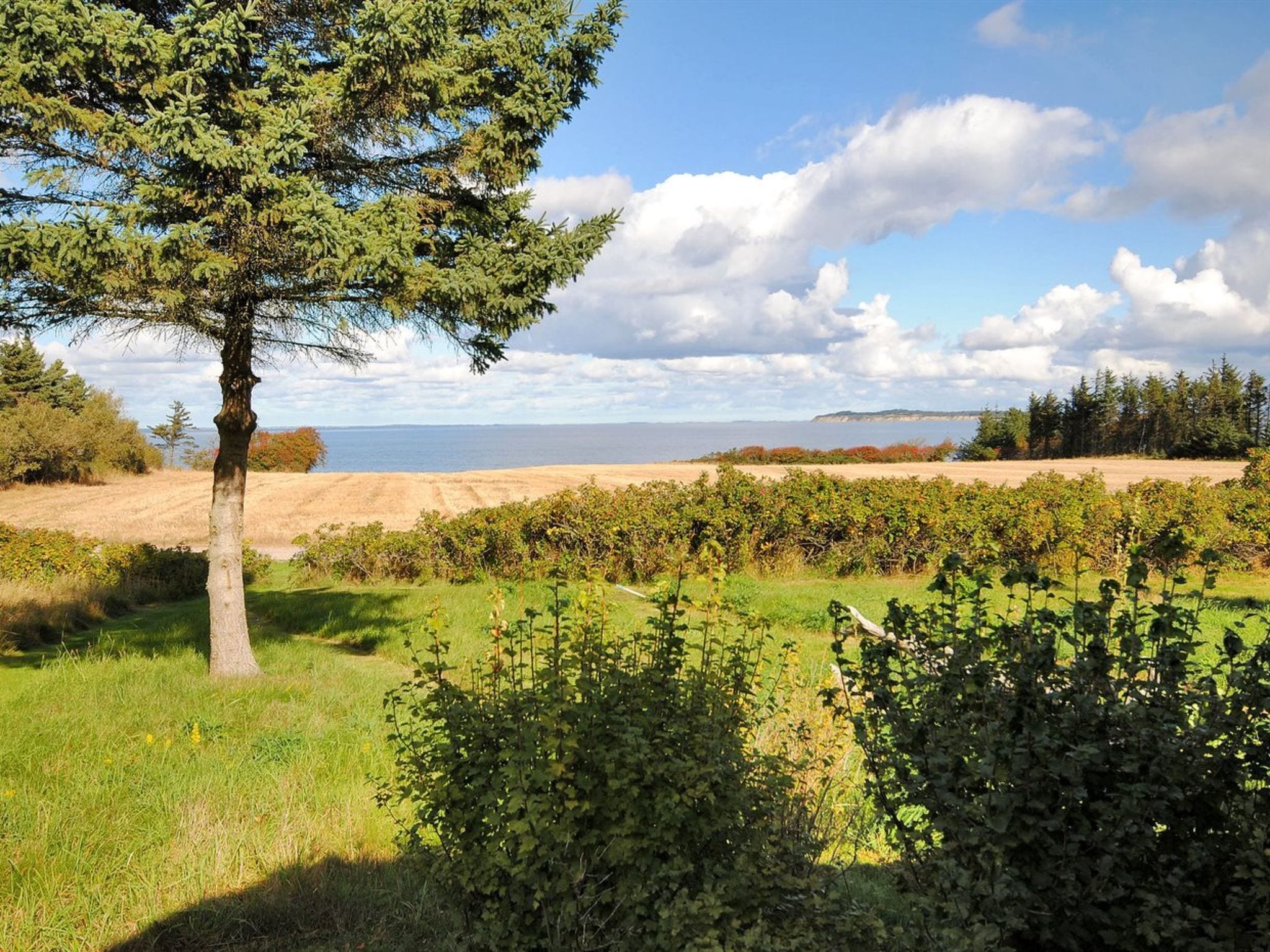Un paysage côtier avec un arbre imposant, des champs couverts d’herbe et une vue lointaine sur la mer.