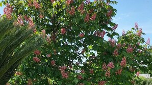 Une pelouse verdoyante et luxuriante, avec un arbre en fleurs et un luminaire sphérique blanc.