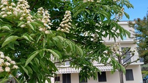 Un bâtiment à deux étages doté d’un balcon, entouré d’une pelouse bien entretenue et d’arbres aux fleurs blanches.