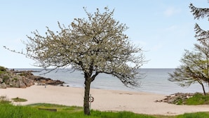 A beach with a single tree in the foreground, a sandy path, and a rocky shoreline.