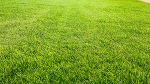 A room with a green artificial grass floor, a small table, two chairs, and white curtains.