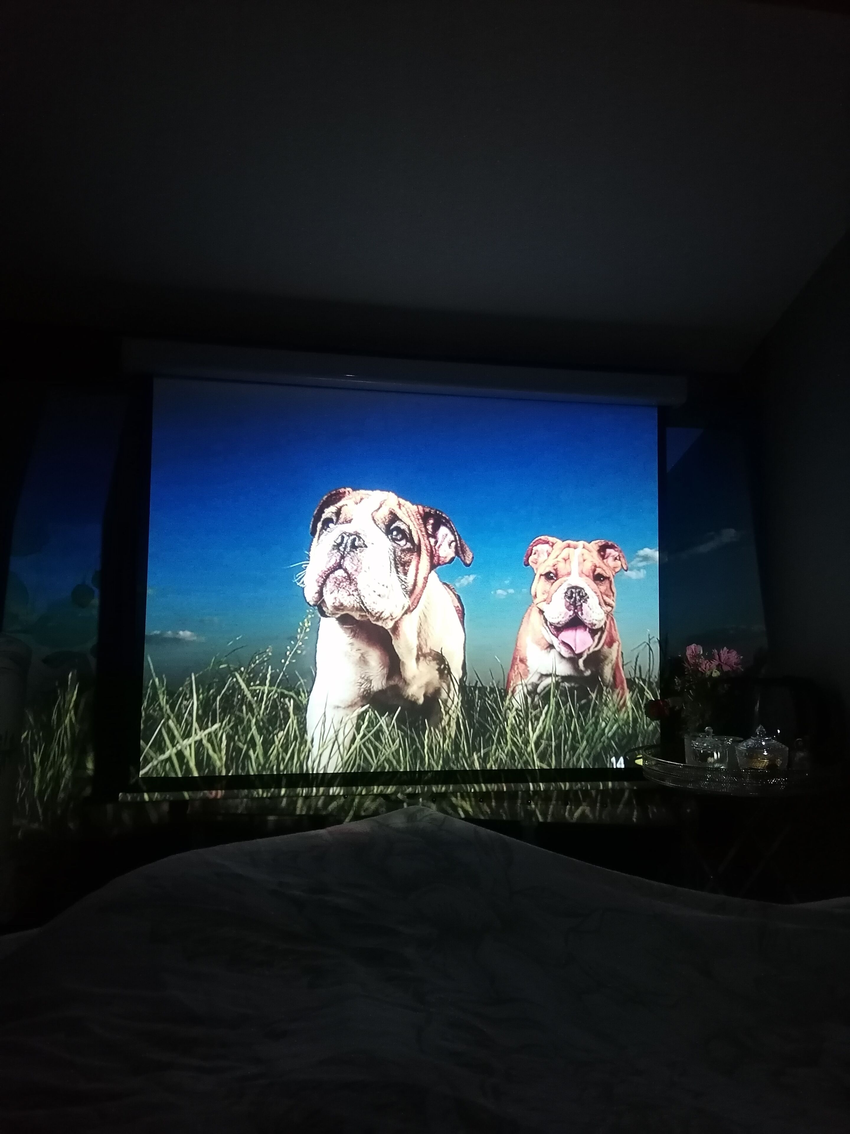 A television screen displaying two bulldogs in a field.