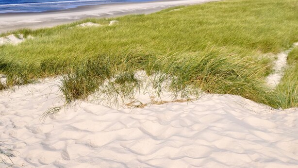 A beach with sand dunes and a clear view of the ocean. - "Elsa" - 700m from the sea by Interhome (Oksbøl)