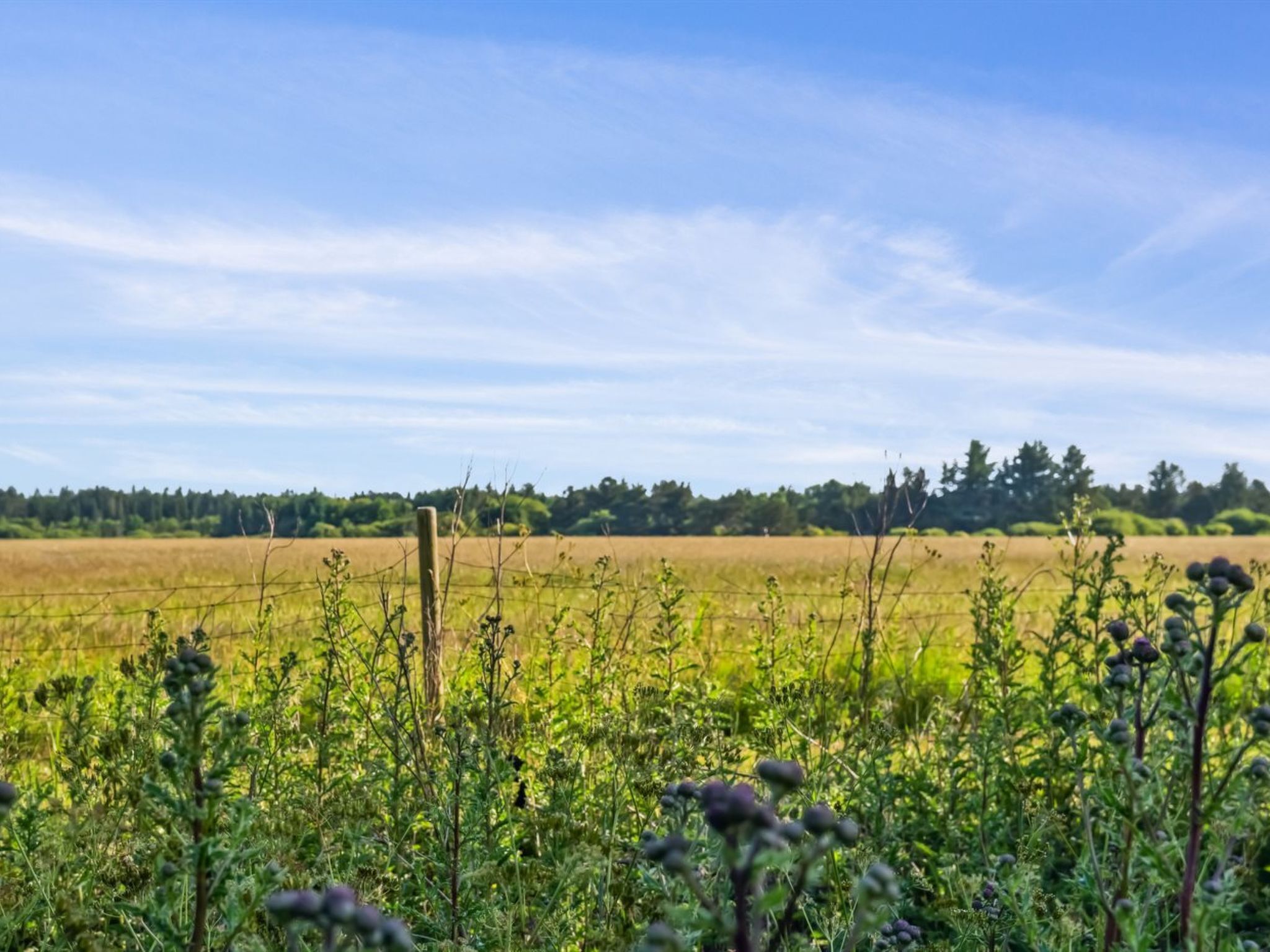 A field with a wooden fence in the foreground and a line of trees in the background.