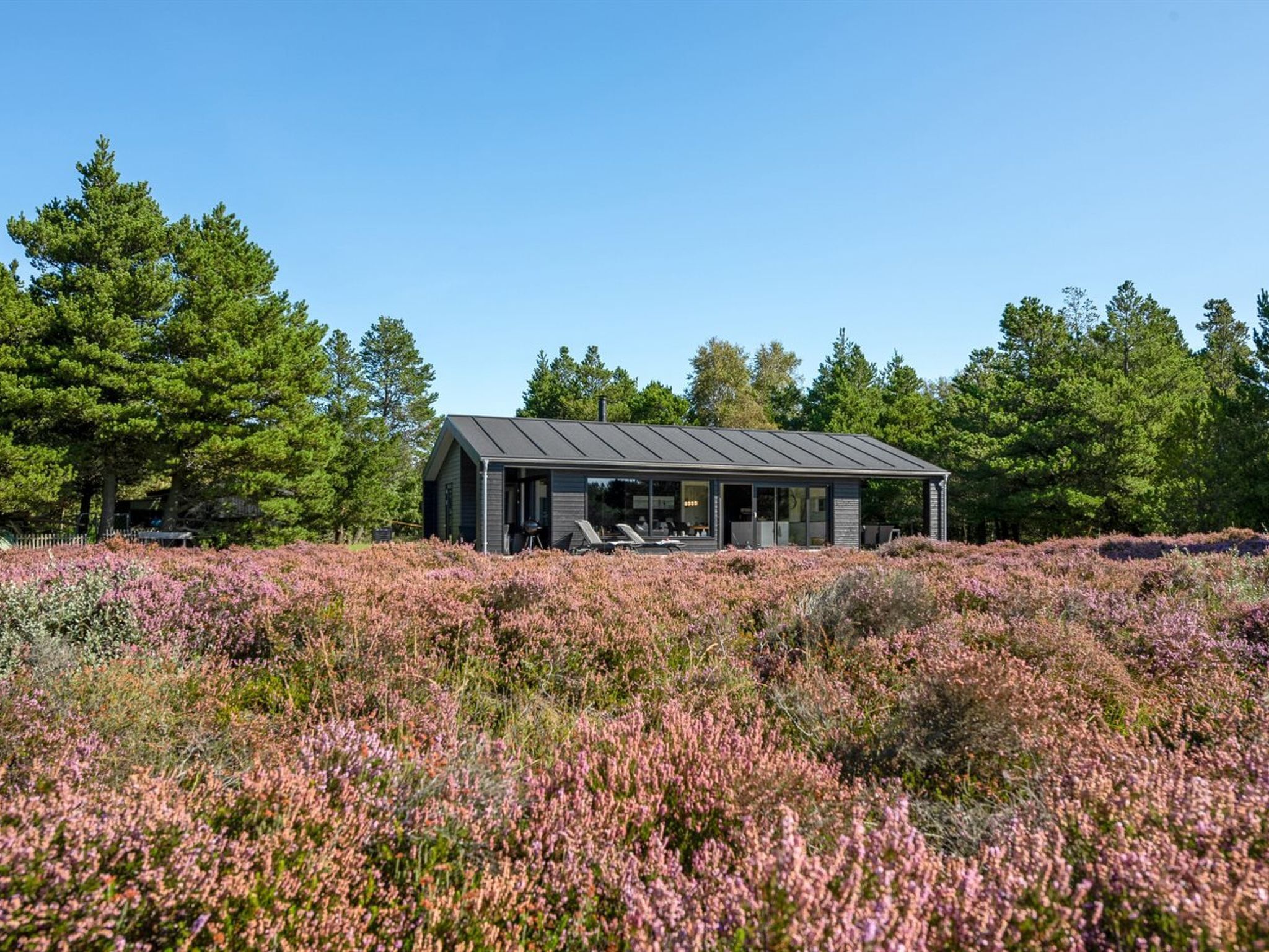 Una cabaña moderna con techo de metal, rodeada por un bosque denso y un campo de brezo rosado.