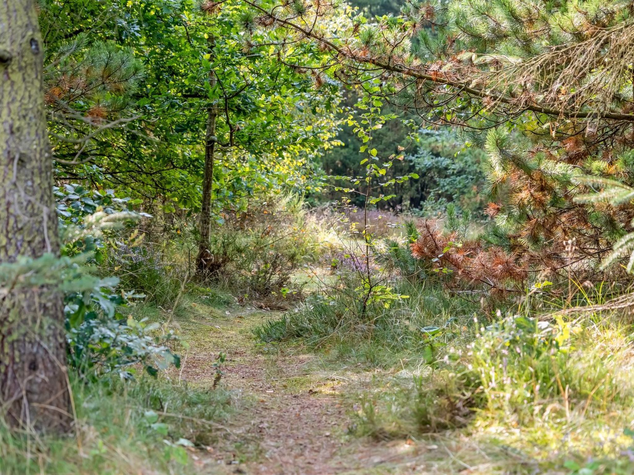 Un sentier forestier bordé d’arbres et de broussailles.