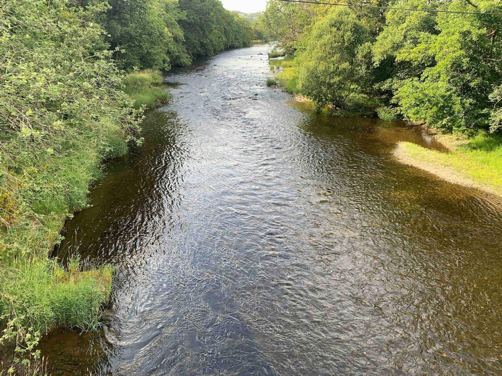 Een rivier die door een dichtbegroeid bos stroomt.