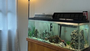 Ein Aquarium auf einer Holzeinrichtung mit einer Lampe, einem Bild und einem Vorhang in einem Zimmer.