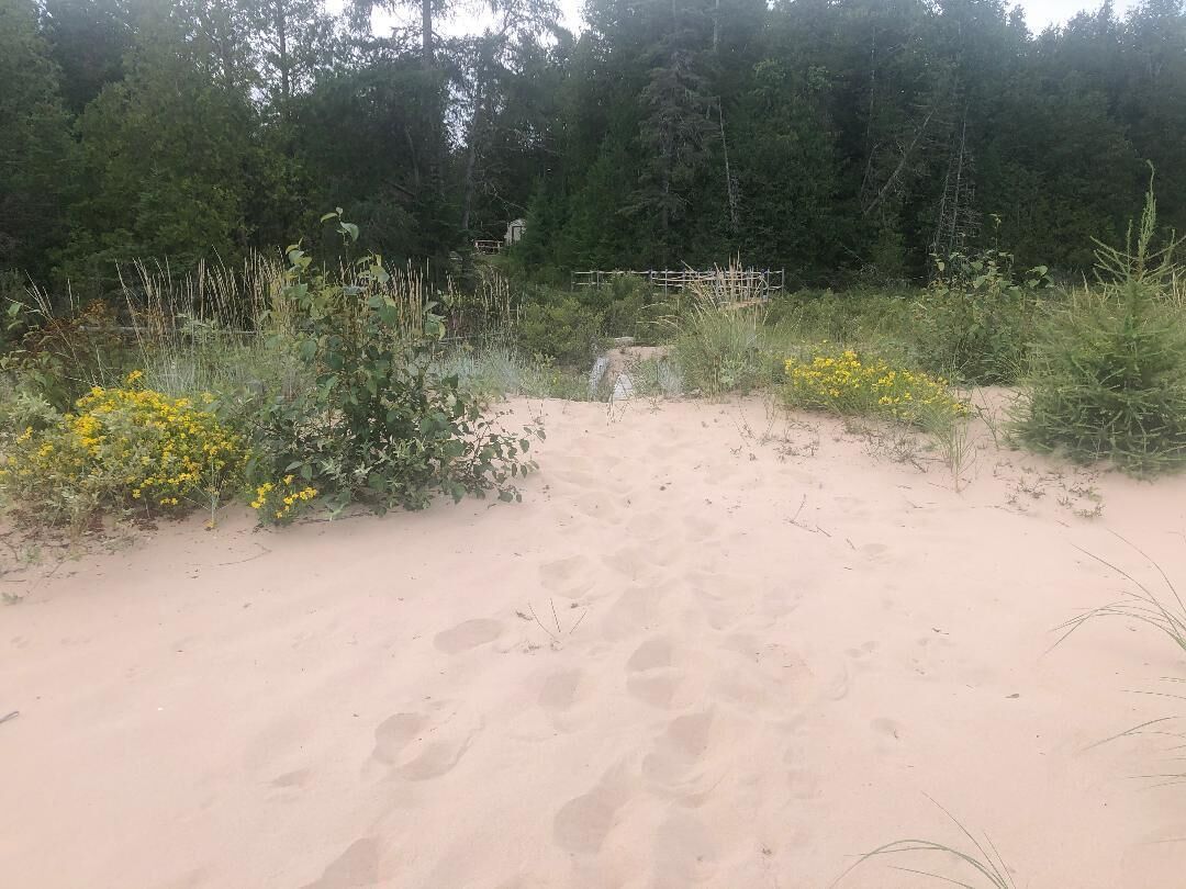 Un sendero arenoso que atraviesa una zona natural con abundante vegetación y flores amarillas a ambos lados.