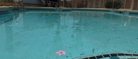 Une piscine à l’eau claire, avec des repères indiquant la profondeur et une fleur rose flottant à la surface.