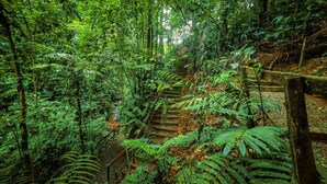 Une zone boisée avec un escalier en bois qui monte une colline.