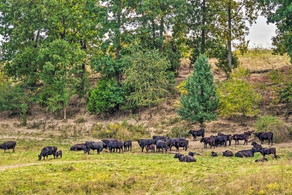 A herd of cattle grazing in a grassy field with trees in the background. - Mammoth Cave Cabin Rentals 10 - 12.8 miles from Mammoth Cave National Park (Cub Run)