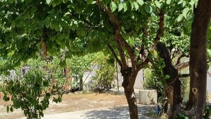 A tree-lined pathway with a paved walkway and a small potted plant.