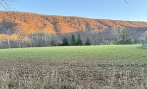 A grassy field with a forested hill in the background.