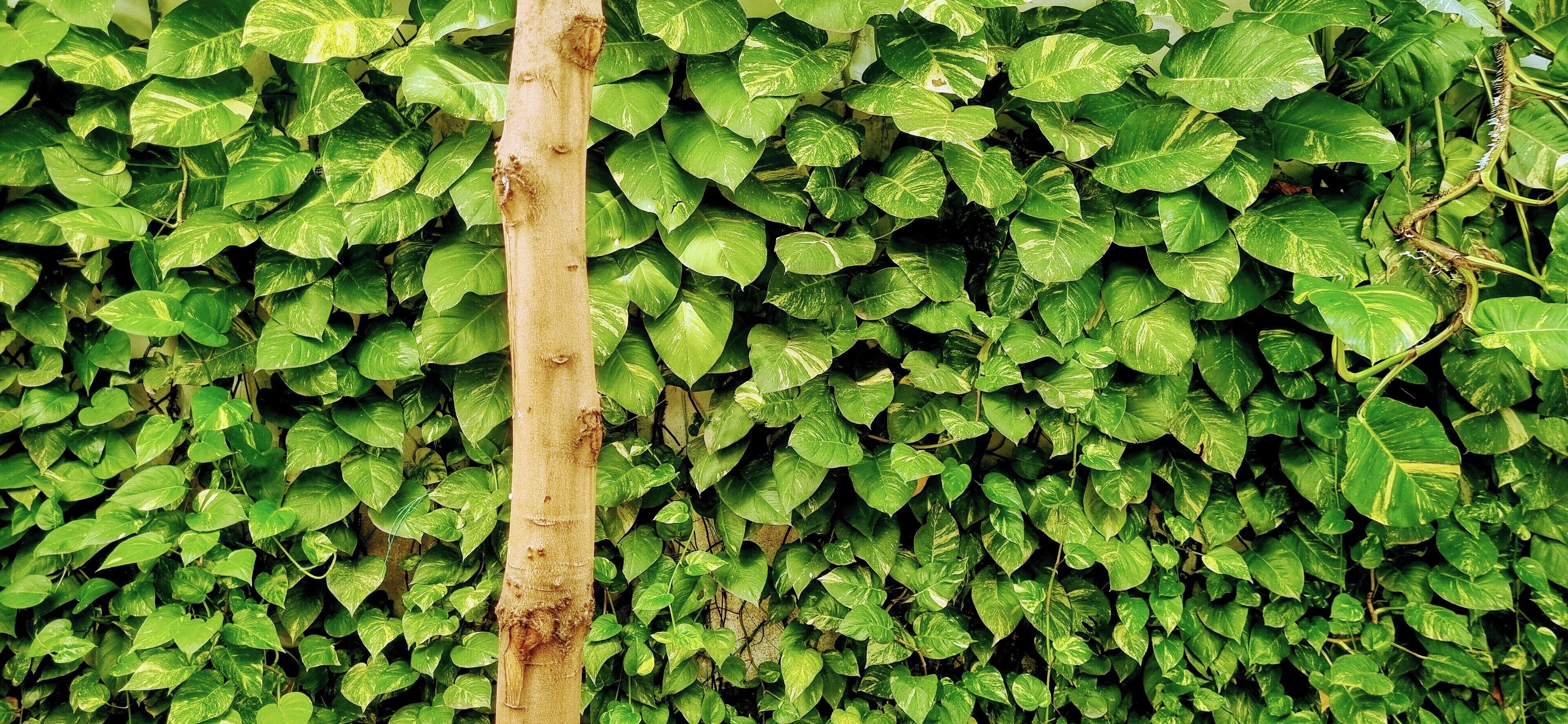 A dense green ivy covering a wall.