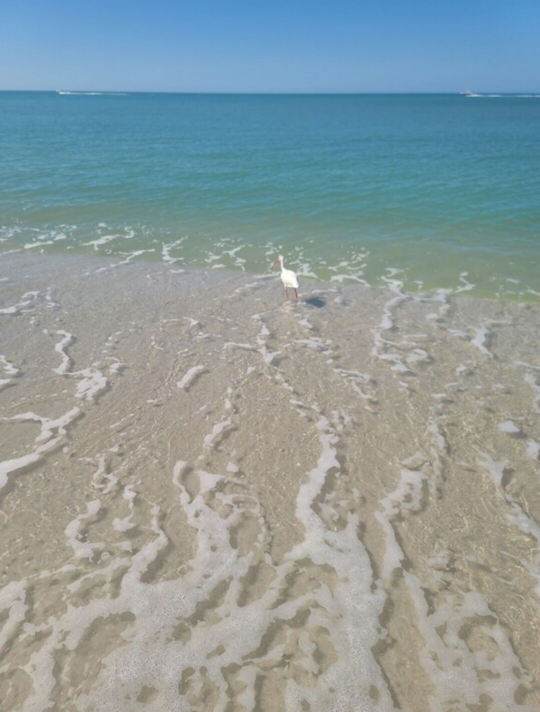 Une plage à l’eau claire, avec un oiseau perché sur le sable.