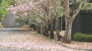 A tree-lined street with fallen pink leaves.