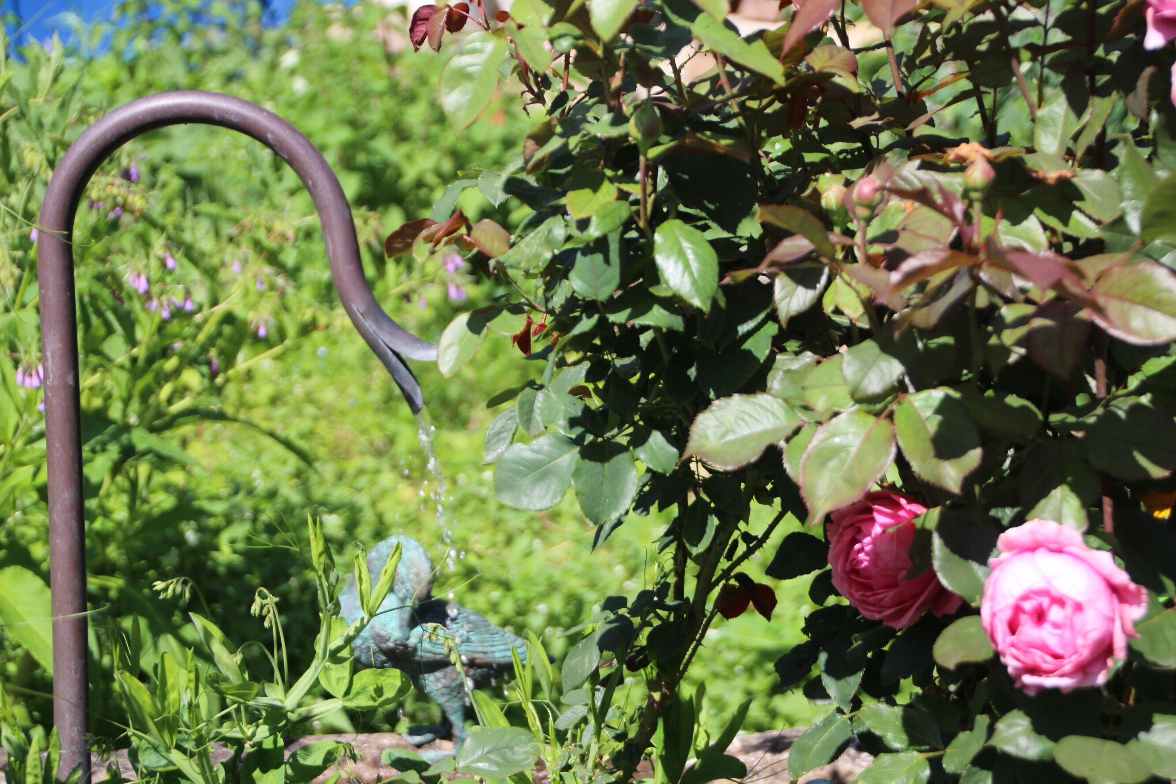 A garden with a metal watering fixture and pink roses.