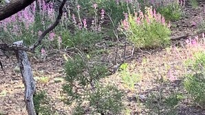 A natural landscape with dense trees and wildflowers. - Catch your breath in the beauty of Hope Acres (Strawberry)