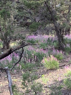Un paysage naturel caractérisé par une végétation luxuriante et de nombreuses fleurs sauvages.