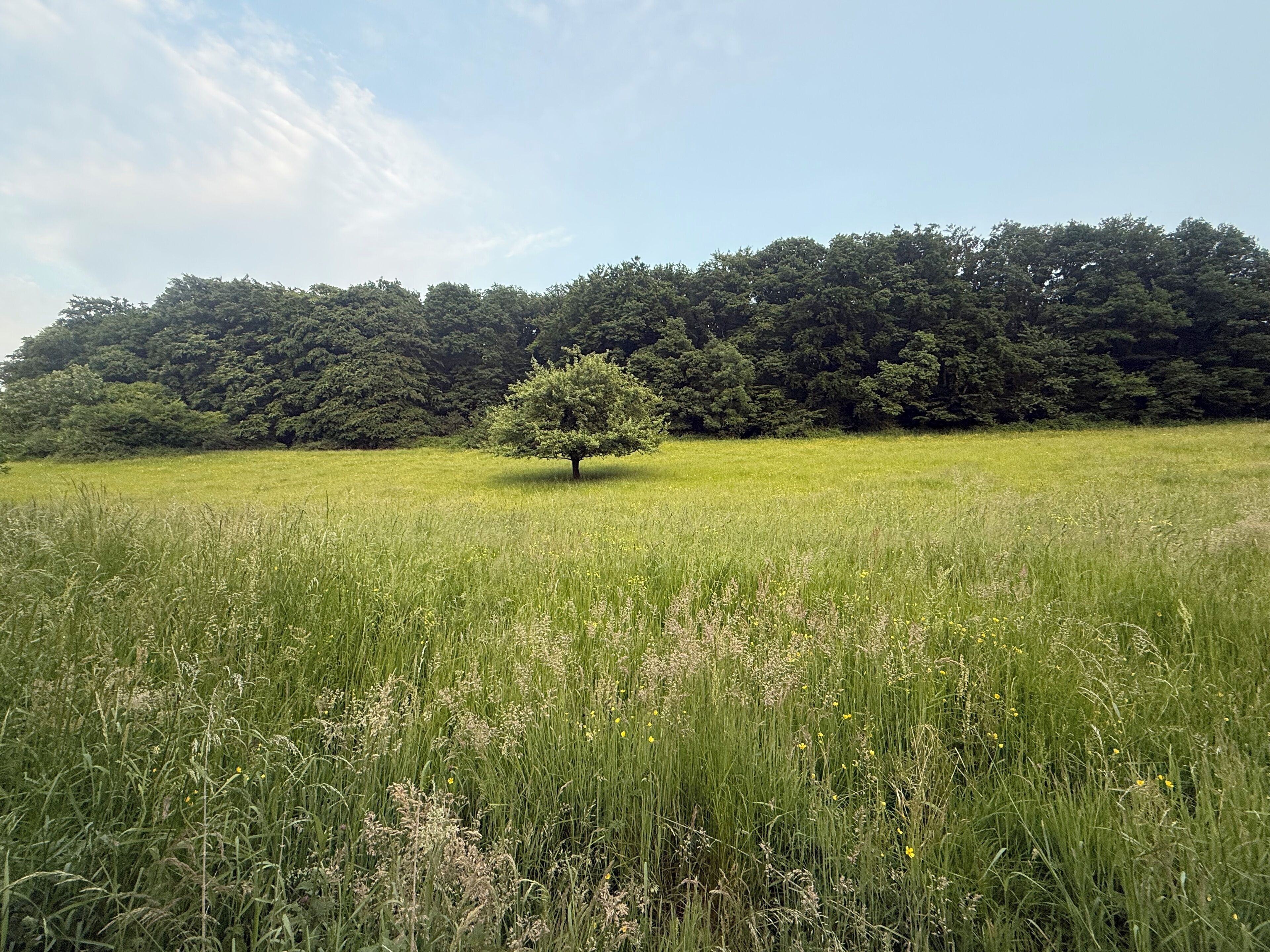 Ein grasbewachsenes Feld mit einem einzelnen Baum in der Mitte und einem dichten Wald im Hintergrund.