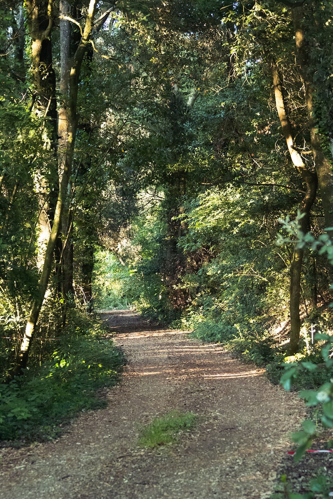 A forested path leading into a dense area.